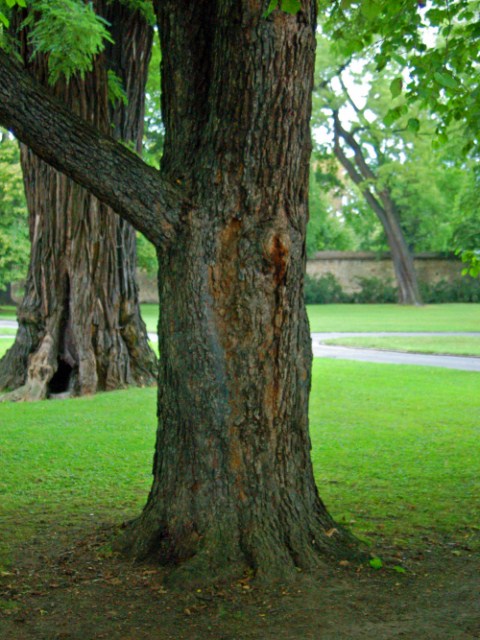 Una foglia ed un frutto - Corylus colurna